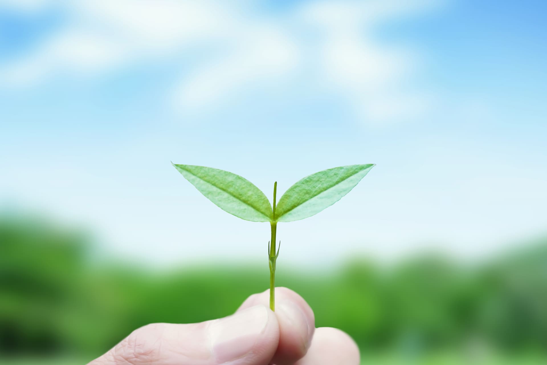 新芽を優しく支える手のイメージ